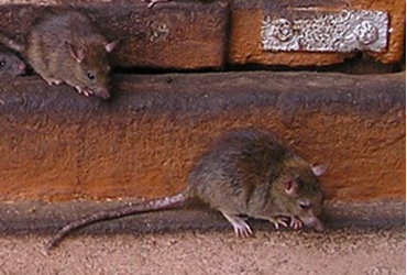 Picture for category RODENTICIDES