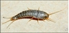 Picture of SILVERFISH  S-TRAP